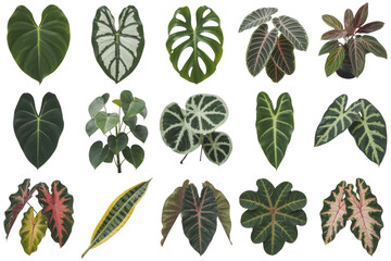 Naklejka premium A collection of fifteen different tropical plant leaves, showcasing various shapes, colors, and patterns, arranged on a solid black background