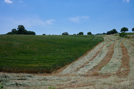 Partly harvested field in southern italy with swaths \ windrows