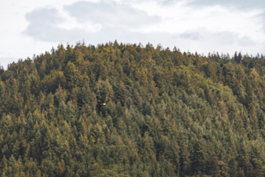 Schwalbe im Flug 