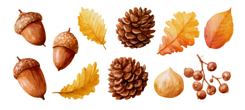 Watercolor Autumn Harvest Elements Collection