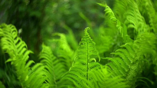 Lush green fern leaves in forest. Fern background