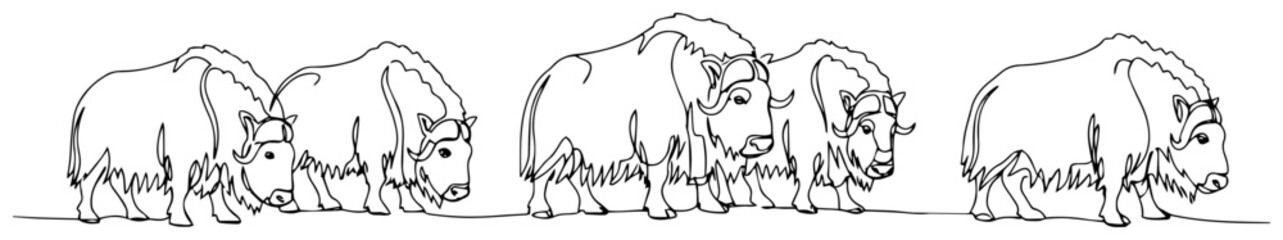 Musk ox herd continuous line drawing, wild arctic animal group minimalist vector illustration, tundra wildlife muskoxen line art © ----WWWLINE----