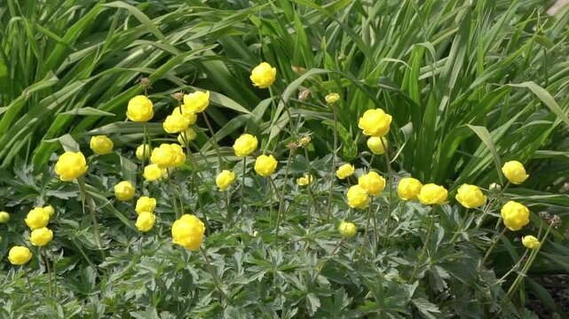 Trollius x cultorum 'T. Smith' a spring summer flowering plant with a yellow summertime flower commonly known as Globeflower, gardening stock video footage clip