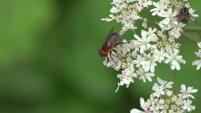 Tachinid fly female ( Phasia hemiptera) a parasitic flying insect found during spring and summer in the British Isles, flies and bugs wildlife stock video footage clip