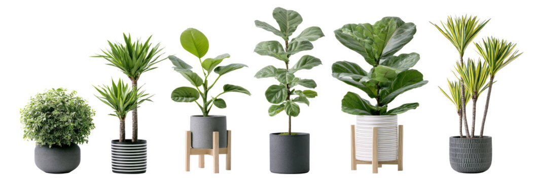 Collection of Six Potted Houseplants on White Background