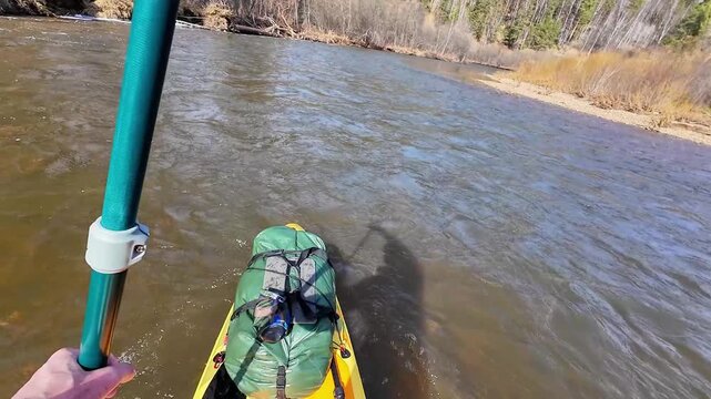 Narrow bend river navigation with bow, paddler steers through curving channel, forested banks and shallow shoals visible, concentrated strokes, eddy lines and rippling current under bright