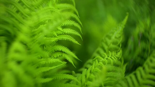 Lush green fern leaves in forest. Fern background