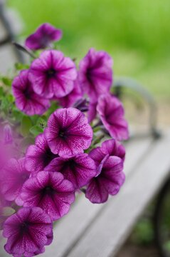 pink flowers in garden