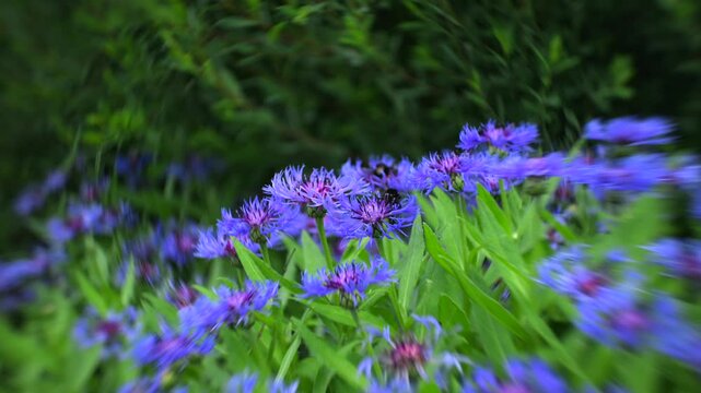 Bumblebees on blue cornflowers with dreamy swirling bokeh