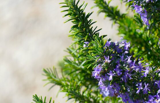 Rosemary herb branch with purple flower in the park on green background