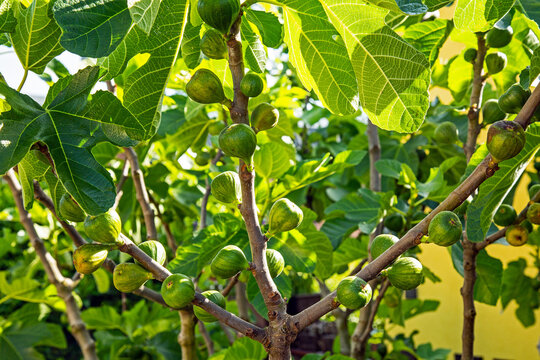 Feigenbaum