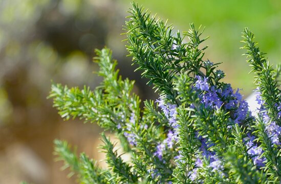 Rosemary herb branch with purple flower in the park on green background