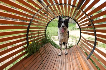 Fototapeta premium Cute dog running through wooden tunnel at training ground