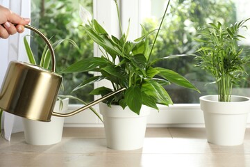 Naklejka premium Woman watering potted houseplant near window indoors, closeup