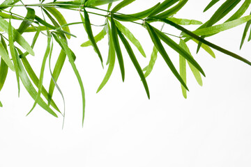 Fototapeta premium Branches with green bamboo leaves on white background, space for text