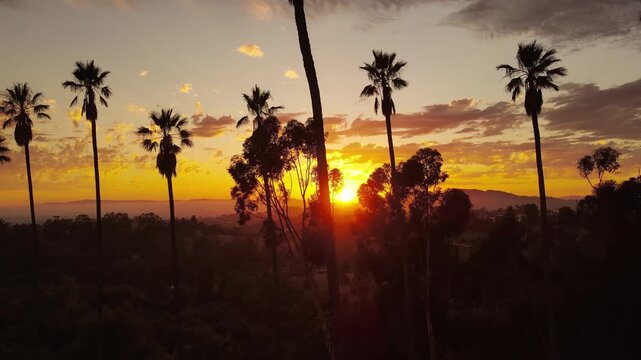 Aerial shot of dramatic clouds and the setting sun behind a row of palm trees. Los Angeles California.