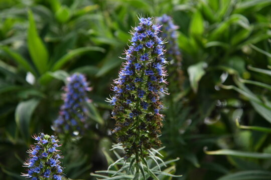 Plantes