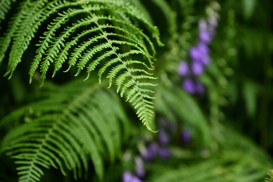 Plantes
