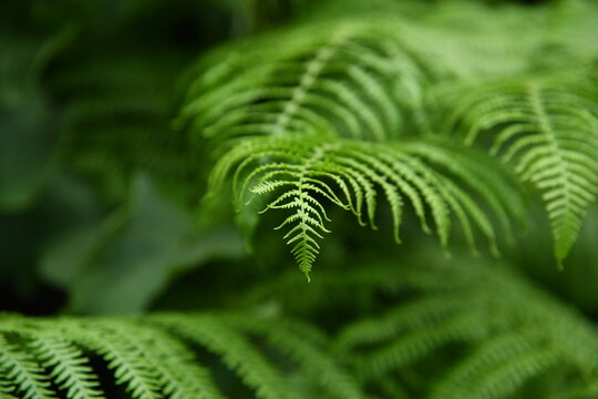 Plantes