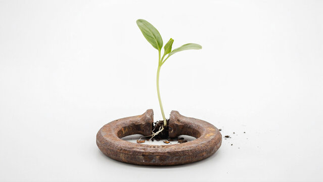 Broken Iron Shackle with Green Sprout Emerging Isolated - Juneteenth Renewal Symbol - Hope After Bondage Concept