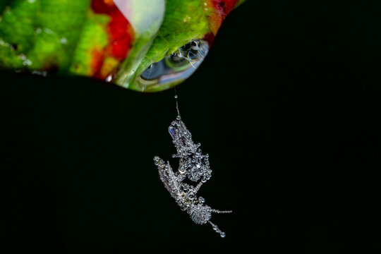 Two dew-covered midges hang suspended on a spider's thread in Bristol &mdash; dressed head to toe in tiny diamonds and going nowhere fast.
