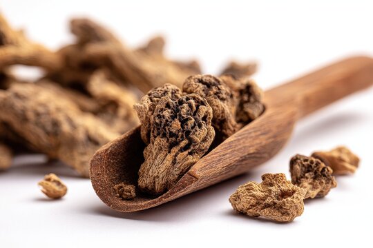 Dried plant root specimen, devil's claw arranged for herbal health imagery