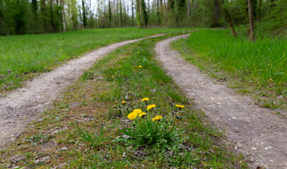 Obraz premium Dandelion blooming in the middle of a forest track, Ostwinkel forest, Illkirch-Graffenstaden, France
