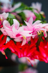 Fototapeta premium Colorful flowers bloom in a garden setting during daylight hours in this vibrant display of nature's beauty