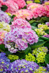 Fototapeta premium Colorful display of hydrangea flowers in a garden during springtime