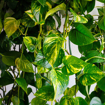 Green leaves of a pothos plant growing indoors under bright light