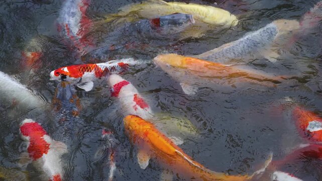 Colorful Koi Carp swimming in koi pond at Shukkeien Garden in Hiroshima, Japan, Japanese Nishikigoi Fish in park lake, Hiroshima prefecture, Carps in traditional Japanese garden, water garden
