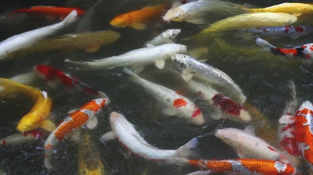 Colorful Koi Carp swimming in koi pond at Shukkeien Garden in Hiroshima, Japan, Japanese Nishikigoi Fish in park lake, Hiroshima prefecture, Carps in traditional Japanese garden, water garden
