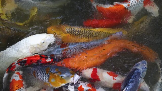 Colorful Koi Carp swimming in koi pond at Shukkeien Garden in Hiroshima, Japan, Japanese Nishikigoi Fish in park lake, Hiroshima prefecture, Carps in traditional Japanese garden, water garden