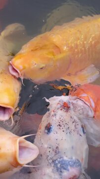 Colorful Koi Carp swimming in koi pond at Shukkeien Garden in Hiroshima, Japan, Japanese Nishikigoi Fish in park lake, Hiroshima prefecture, Carps in traditional Japanese garden, water garden