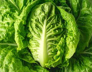 Fototapeta premium Close-up of a vibrant green leafy vegetable. Its intricate structure displays layers and textures. Freshness is prominent