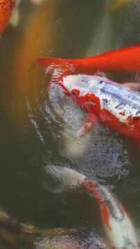 Colorful Koi Carp swimming in koi pond at Shukkeien Garden in Hiroshima, Japan, Japanese Nishikigoi Fish in park lake, Hiroshima prefecture, Carps in traditional Japanese garden, water garden