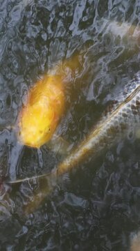 Colorful Koi Carp swimming in koi pond at Shukkeien Garden in Hiroshima, Japan, Japanese Nishikigoi Fish in park lake, Hiroshima prefecture, Carps in traditional Japanese garden, water garden