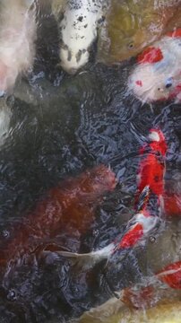 Colorful Koi Carp swimming in koi pond at Shukkeien Garden in Hiroshima, Japan, Japanese Nishikigoi Fish in park lake, Hiroshima prefecture, Carps in traditional Japanese garden, water garden