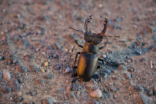 Male stag beetle Lucanus cervus on the ground at sunset