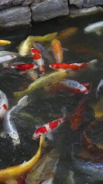 Colorful Koi Carp swimming in koi pond at Shukkeien Garden in Hiroshima, Japan, Japanese Nishikigoi Fish in park lake, Hiroshima prefecture, Carps in traditional Japanese garden, water garden