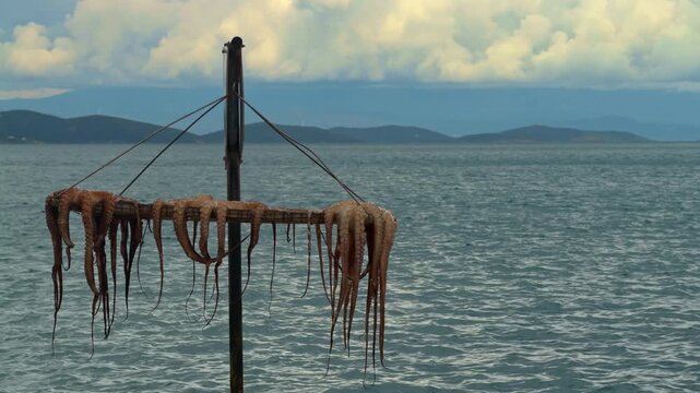Fresh raw octopus tentacles hanging on a traditional wooden rack to sun-dry by the Aegean Sea. Mediterranean seafood preparation, coastal food culture. Cloudy sky and hills background.