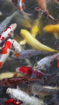 Colorful Koi Carp swimming in koi pond at Shukkeien Garden in Hiroshima, Japan, Japanese Nishikigoi Fish in park lake, Hiroshima prefecture, Carps in traditional Japanese garden, water garden