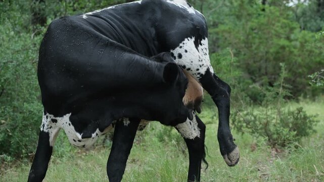 A black and white spotted cow scratching an itch in a lush pasture