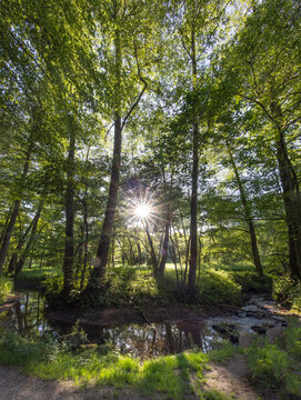 forest in the morning with sunrays