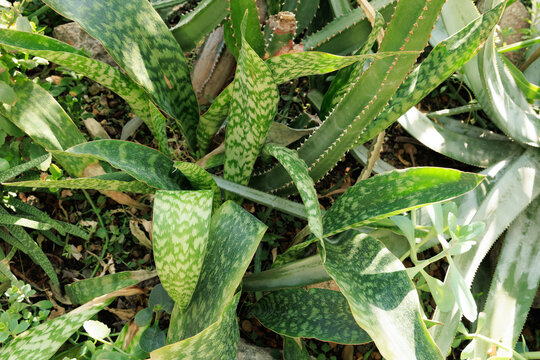 Various green plants Aloe variegata grow together in a garden under the sun brightening the green leaves and creating shadows on the ground