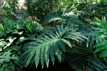 Large green leaves from tropical plants Philodendron bipinnatifidum grow in a lush garden setting near a glass building during daylight hours © ir1ska
