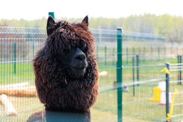Naklejka premium Majestic llama with fluffy coat stands proudly in a sunny meadow at a rural farm during springtime