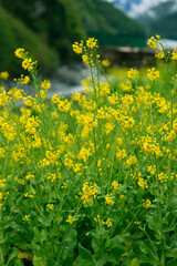 Fototapeta premium A field of vibrant yellow wildflowers blooms against a softly blurred backdrop of lush mountains and tranquil waters, creating a serene and picturesque natural scene.