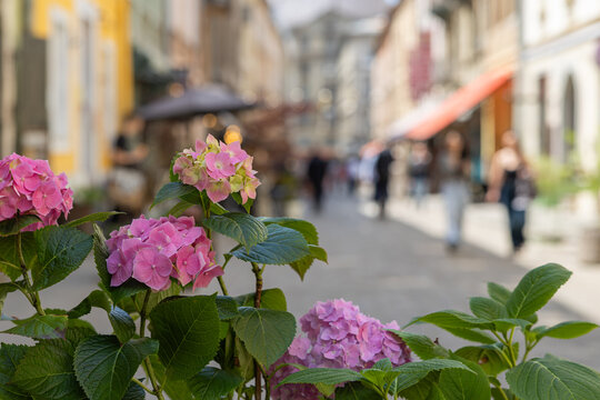 Pink hydrangea flowers close up on blurred street background in Lviv Ukraine
