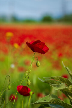 red poppy flower